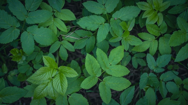 Dense vegetation in the forest top view