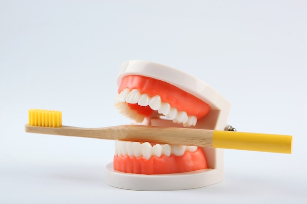 Dental model of teeth and dental care products on colored background