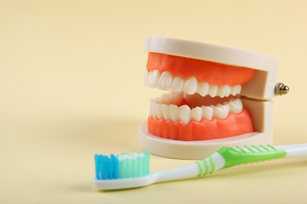 Dental model of teeth and dental care products on colored background