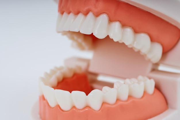 Dental model and white background