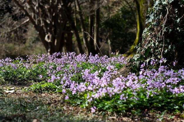 Dentaria bulbifera Cardamine first spring forest flowers selective focus Purple and lilac forest flowers A Beautiful spring floral background