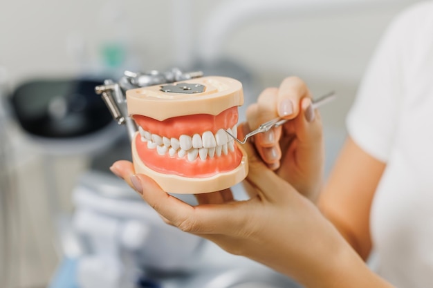 Dentist demonstrate mockup of human jaws and explain caries prevention and treatment closeup of