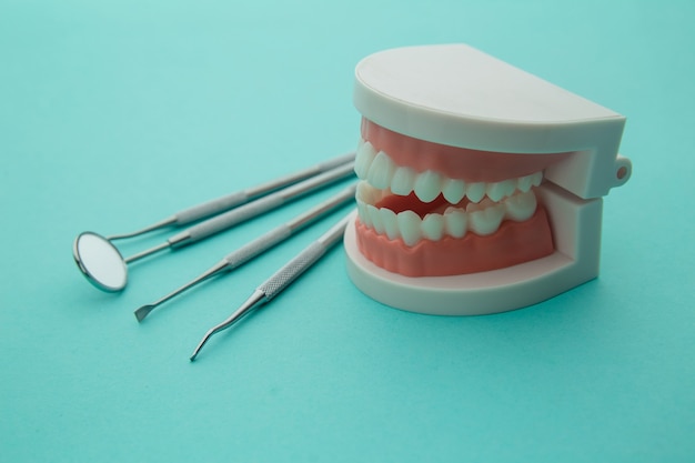 Dentist demonstration teeth model with flesh pink gums and dentist tool on blue.