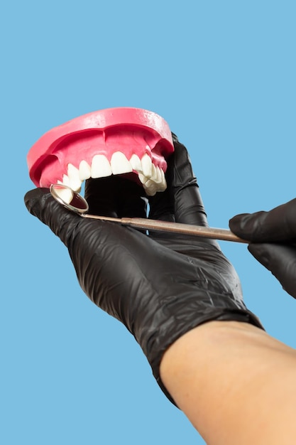 Dentist examine teeth from layout of the human jaw