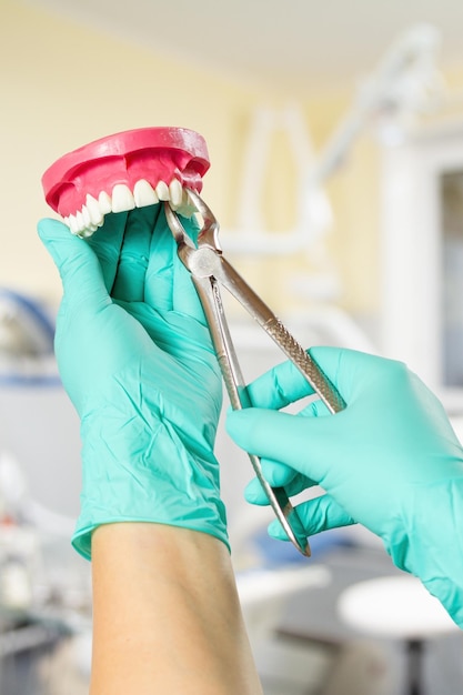 Dentist extracting sick tooth from layout of the human jaw