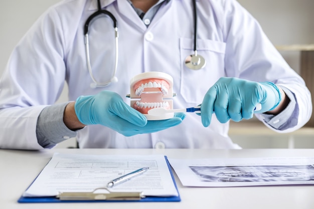 Dentist hand holding of jaw model of teeth, cleaning dental with toothbrush.