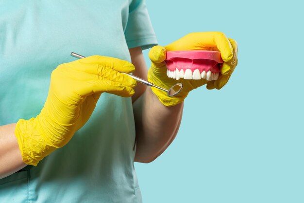 Dentist holding mouth mirror and layout of the human jaw