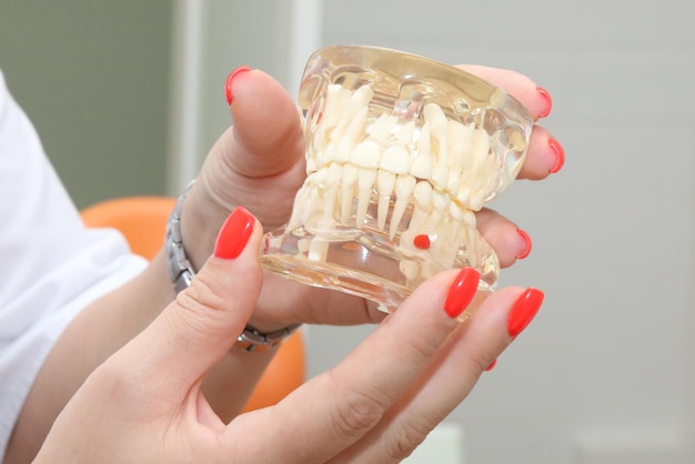 the dentist holds a mockup of the patients jaw in his hands