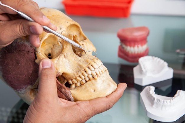 Dentist showing the mouth anatomy usig a human skull