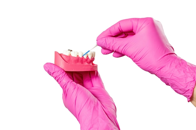 Dentist with interdental toothpick brush and layout of the human jaw