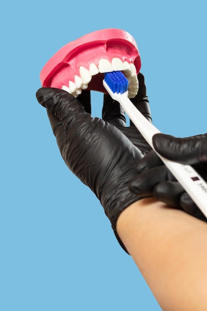 Dentist with toothbrush and layout of the human jaw