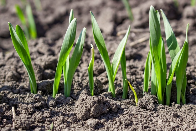 Depressed sprout of young barley in the soil on the field Agriculture growing cereals