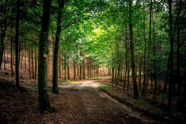 Der Wald als Lebensraum im Bayerischen Wald