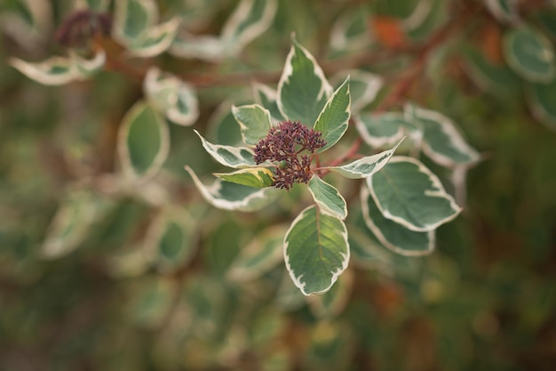 Deren is white a plant species native to Siberia 4321