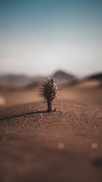 Photo desert blur background with depth of field minimal style