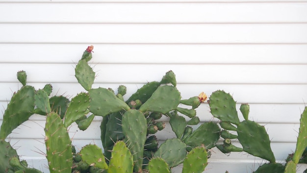 Desert cactus flower white wall wooden house mexican garden california flora