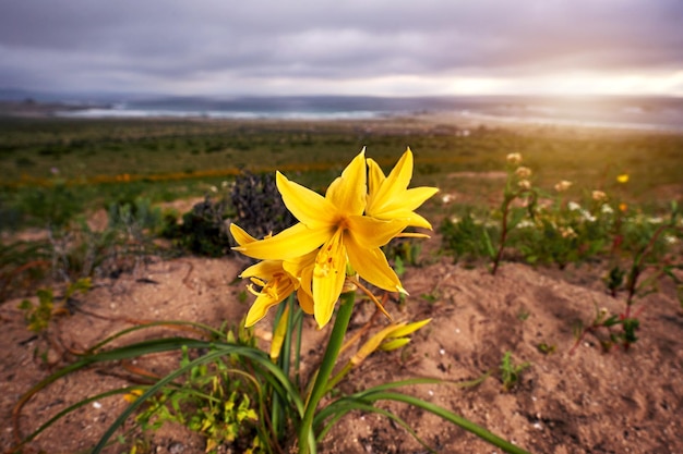 Desert flower yellow Ananucas growing in Atacama