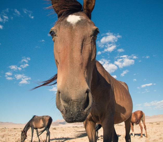 Desert horse looking at you in Africa 