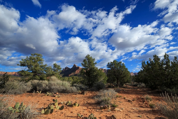 Desert Landscape in Southwest