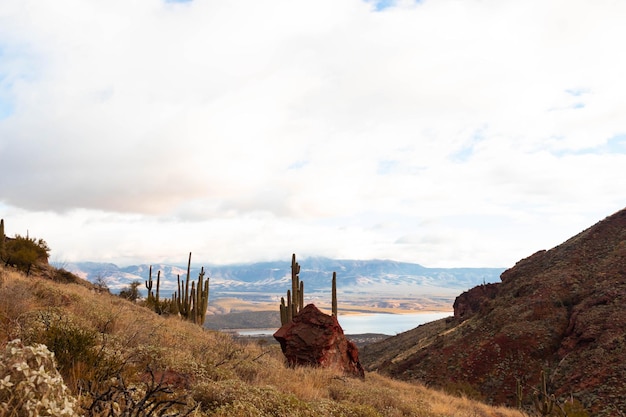 Desert landscape with cactus in Arizona USA