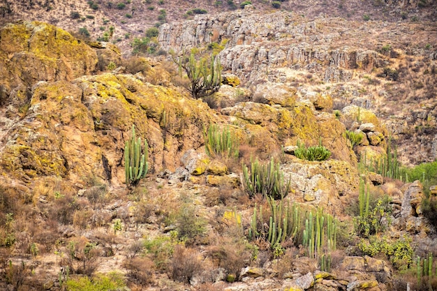 Desert landscape with cactus in Victoria Guanajuato Mexico