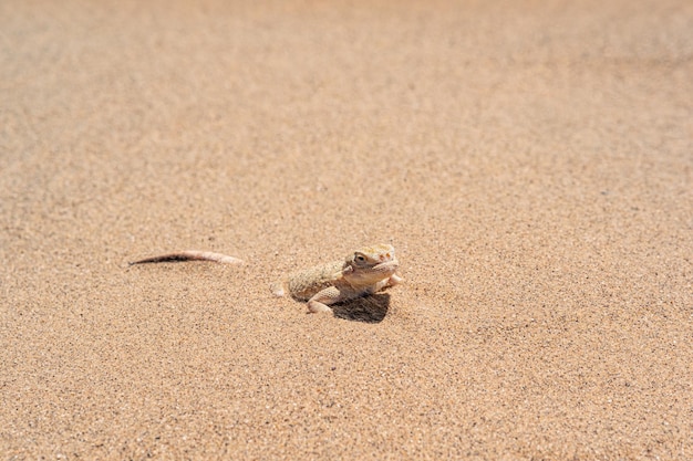 Desert lizard toadhead agama half burrowing in the sand closeup