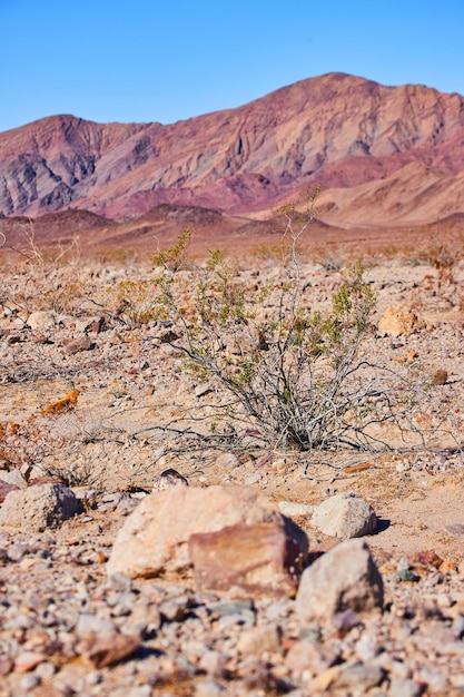 Desert shrub surrounded by sand rocks and mountains