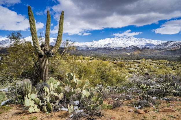 The desert and the snow covered mountains