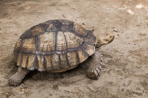 Desert tortoise on ground isolated  nature background