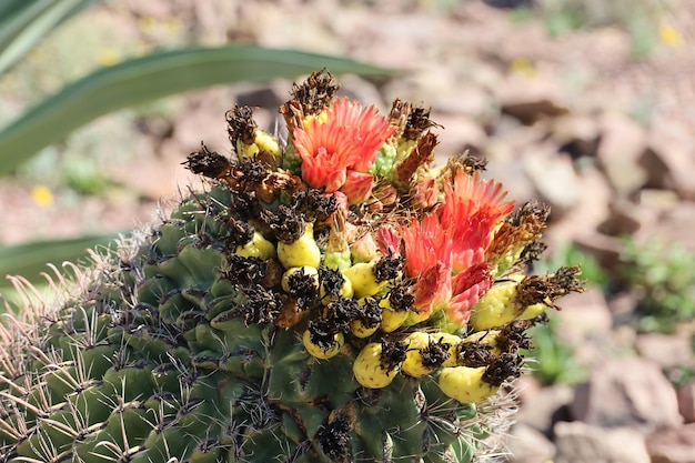 Desert vegetation at Phoenix Botanical gardens Arizona