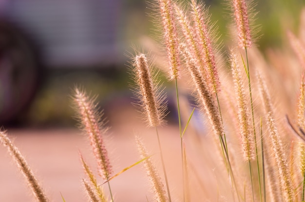 Desho grass flowers in the morning