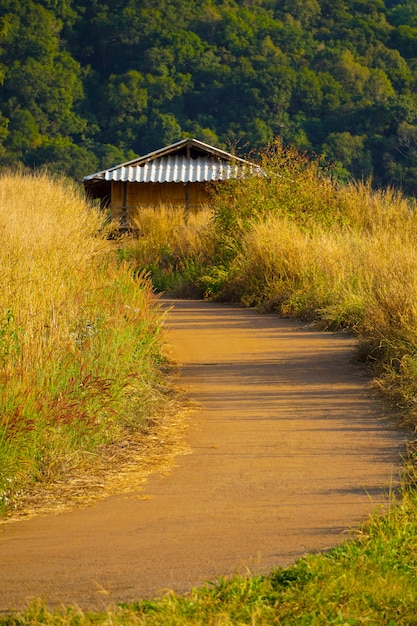 Desho grass Pennisetum pedicellatum along the beautiful road on the hills during sunset time