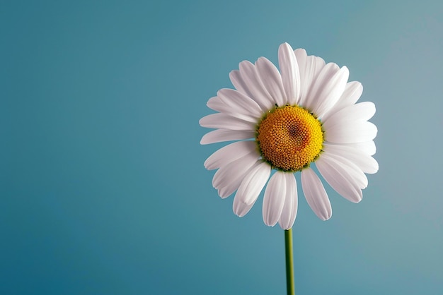 Desktop wallpaper with fresh minimalistic modern flower design