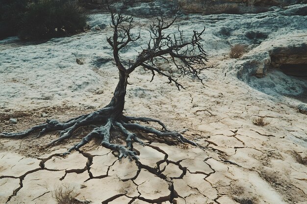 Photo desolation in nature symbolizing drought and environmental impact concept