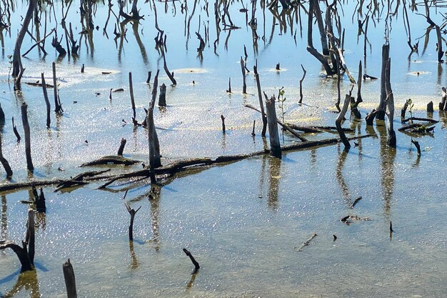 destroyed mangrove forest scenery, destroyed mangrove forest is an ecosystem. care mangrove forest.