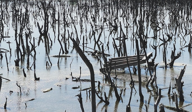 destroyed mangrove forest scenery, destroyed mangrove forest is an ecosystem. care mangrove forest.