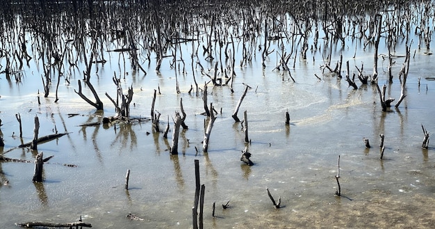 destroyed mangrove forest scenery, destroyed mangrove forest is an ecosystem. care mangrove forest.