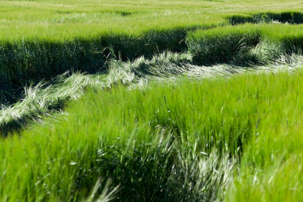 Destruction of green cereals