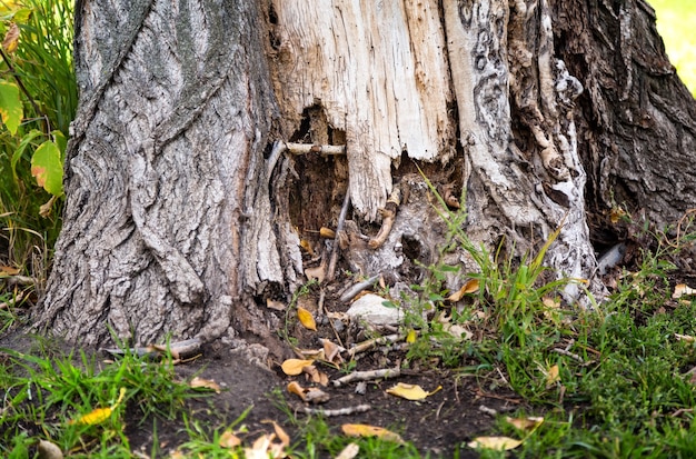 Destruction of tree bark by pests Decay of wood in the forest