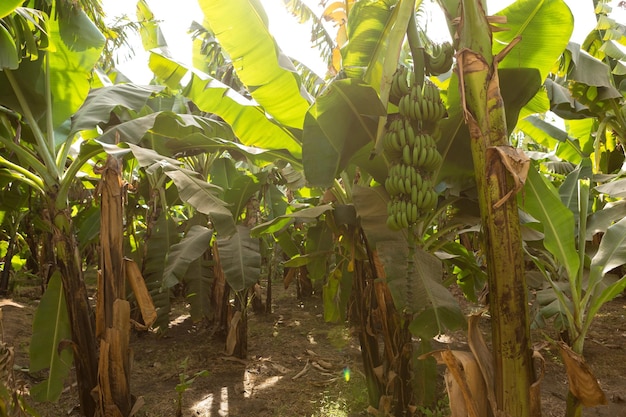 Detail of a banana plantation at Luxor Egypt