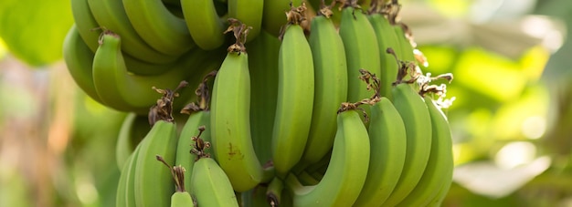 Detail of a banana plantation at Luxor Egypt