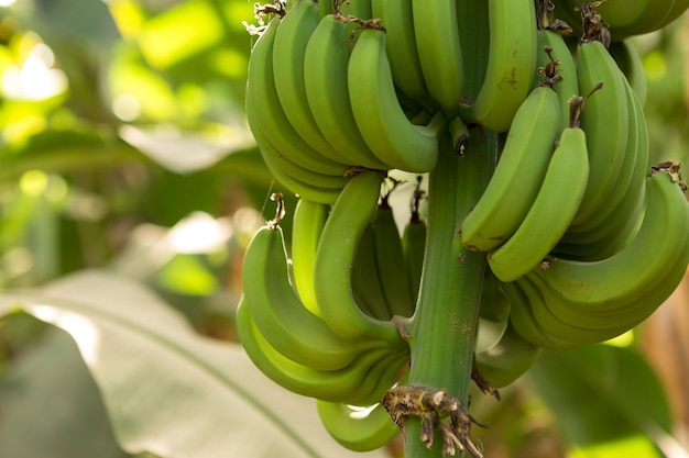 Detail of a banana plantation at Luxor, Egypt.