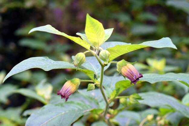 Photo detail of the belladonna flower atropa belladonna a toxic and medicinal species