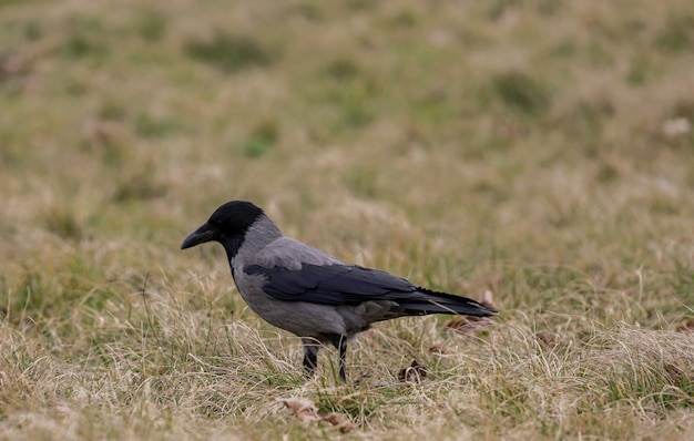 Detail of a black crow with clear feathers among the grass.