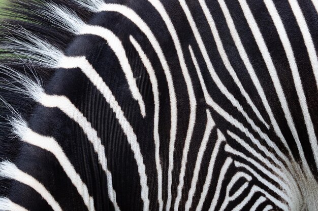 Detail of a black and white stripes on a zebra skin