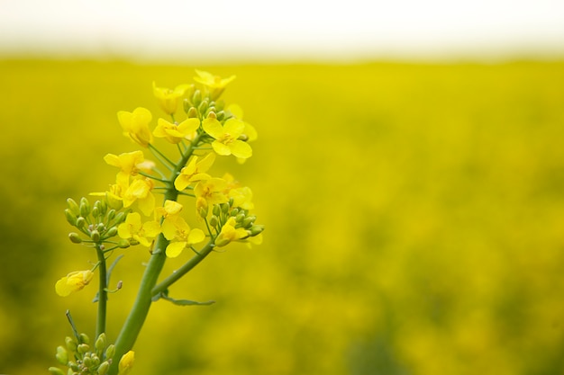 Detail blossoming rapeseed canola or colza Agriculture field with rapeseed flowers Oil industry