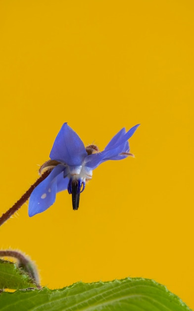 Detail of the blue flowers of the borage plant isolated on a yellow background