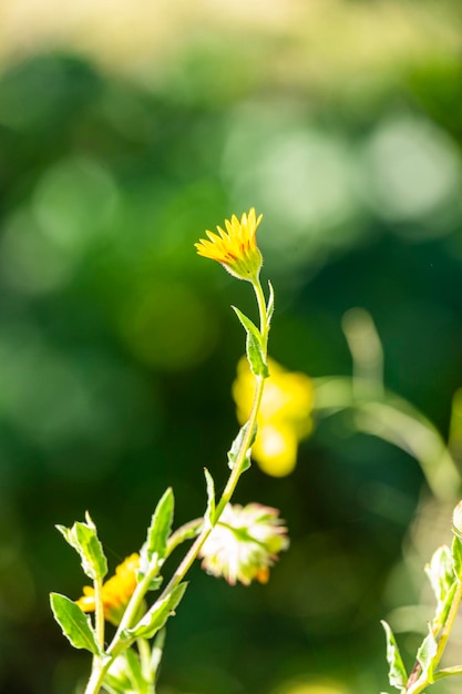 Detail of a calendula arvensis is a species of flowering plant in the daisy family known by the common name field marigold Selective Focus