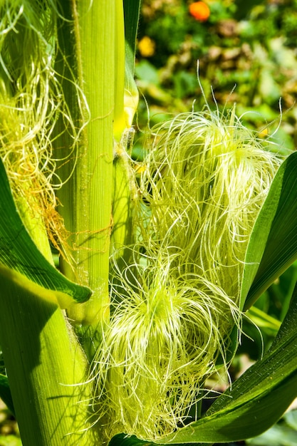 Detail of corn silk young maize field corn field in early morning light harvest