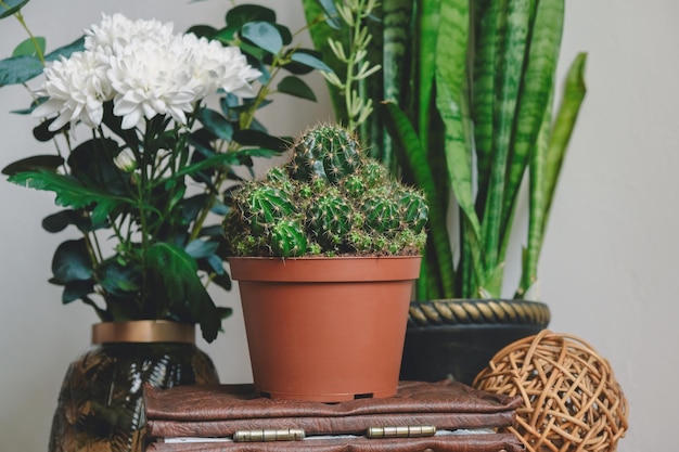 Detail of cozy modern interior with green plants